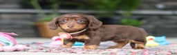 Miniature Dachshund dogs for sale: Charlie - Ad 5