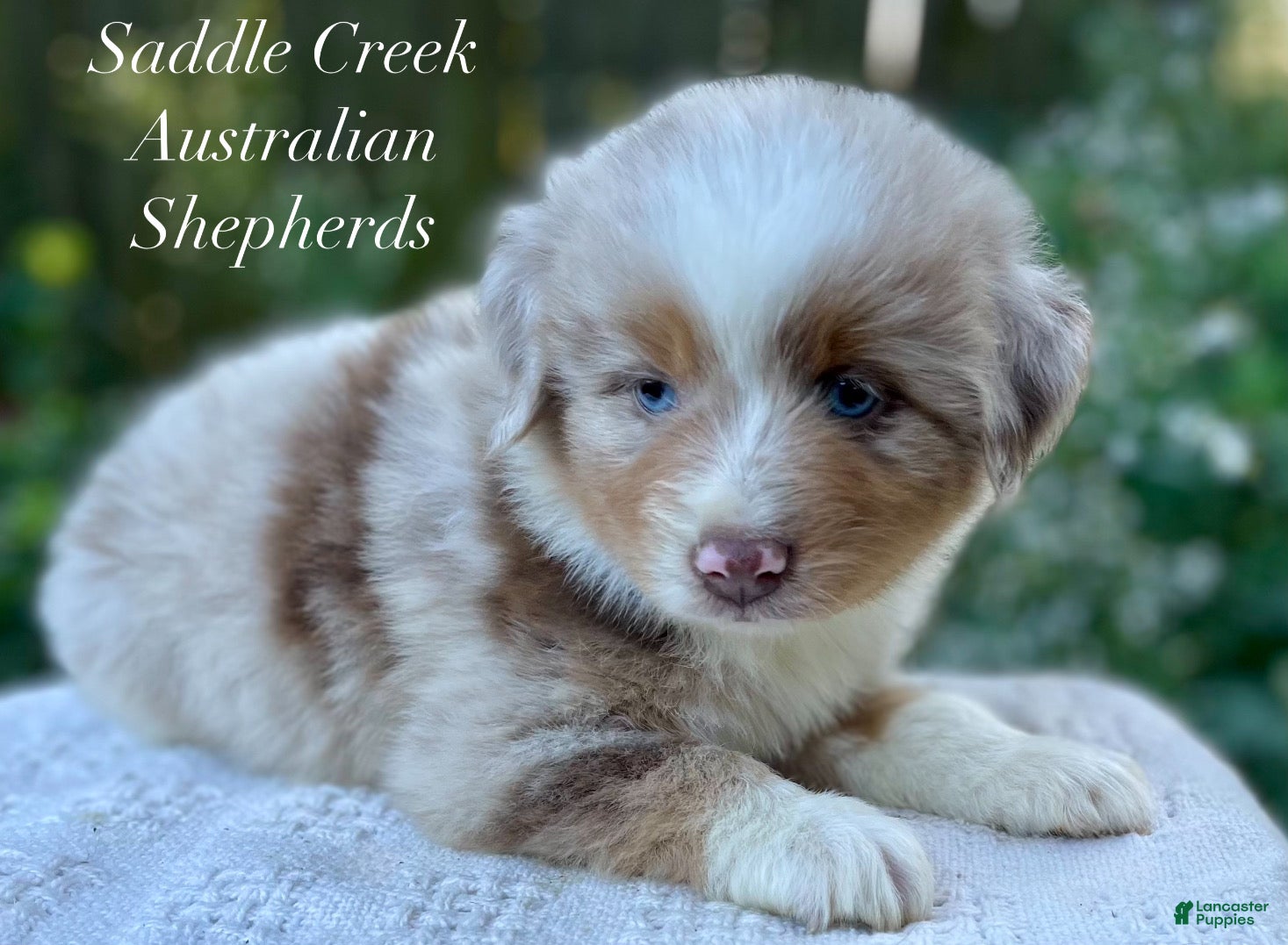 Australian Shepherd