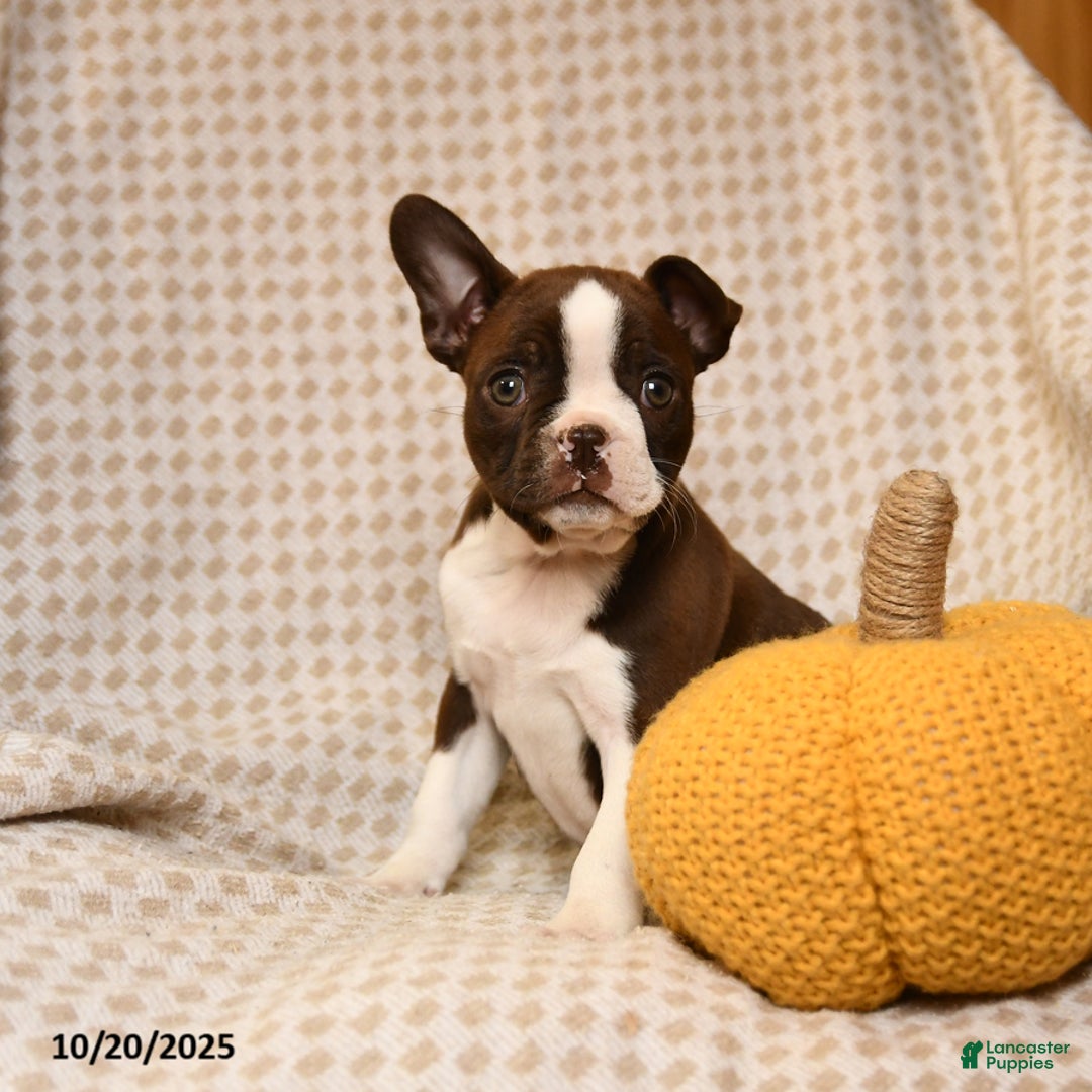 Boston Terrier dogs for sale: Cristyl - Ad 4