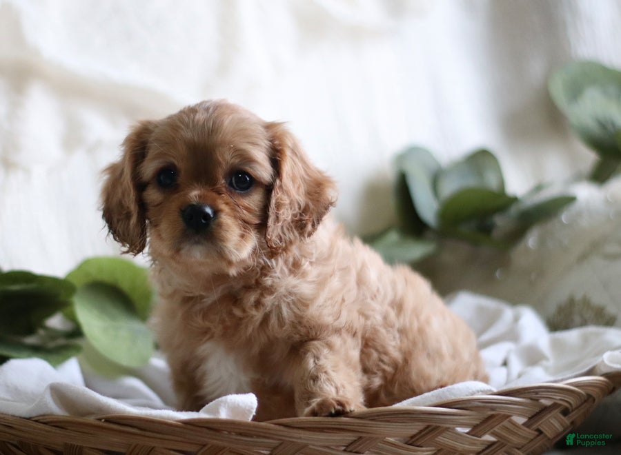 Cavalier King Charles Spaniel dogs Shawn - Ad 19