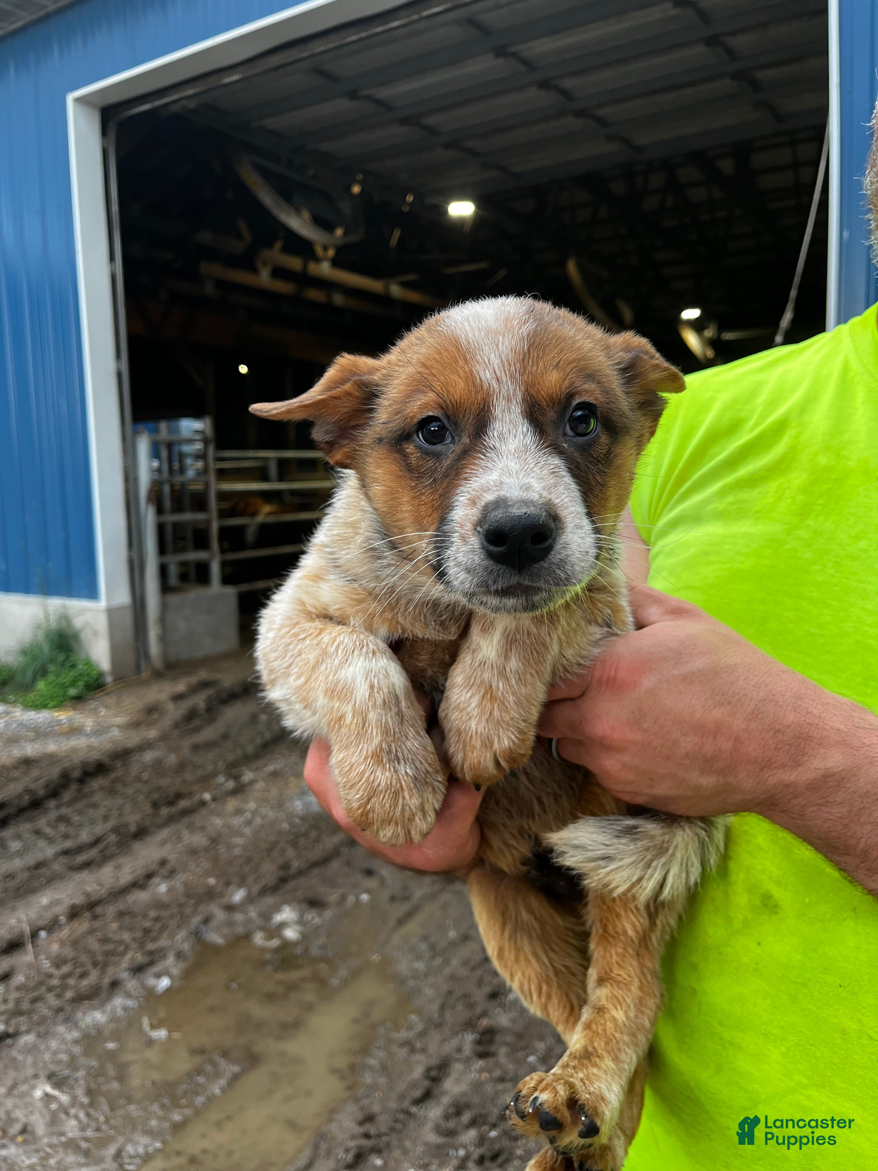 Australian Cattle Dog dogs Rickey  - Ad 5