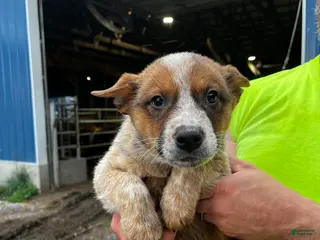 Australian Cattle Dog dogs Rickey - Ad 35