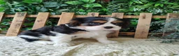 Cavalier King Charles Spaniel dogs for sale: Miles - Ad 5