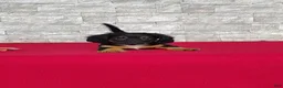 Miniature Dachshund dogs for sale: Tyler - Ad 5