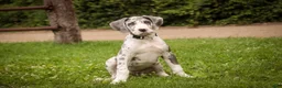 Great Dane dogs for sale: Stella - Ad 4