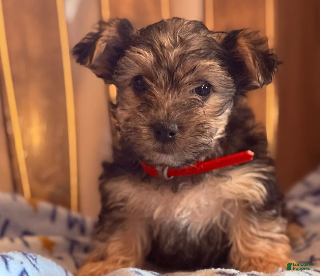 Yorkiepoo dogs for sale: Tiny Tina - Ad 2