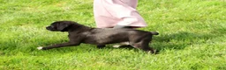 Boxer dogs for sale: Ace - Ad 9