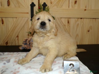 Golden Retriever dogs for sale: Golden Retriever Puppy 2 Jackson - Ad 4