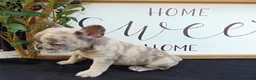 French Bulldog dogs for sale: Megan - Ad 2