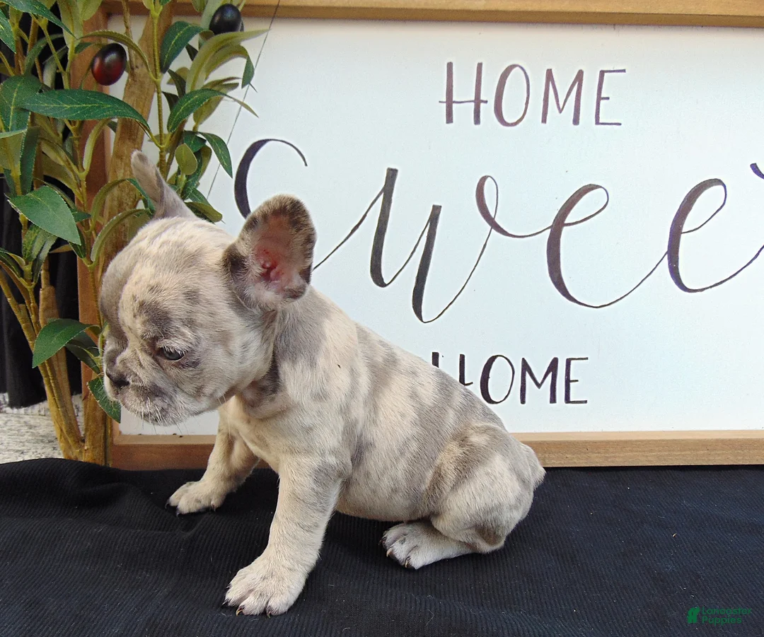 French Bulldog dogs for sale: Megan - Ad 2