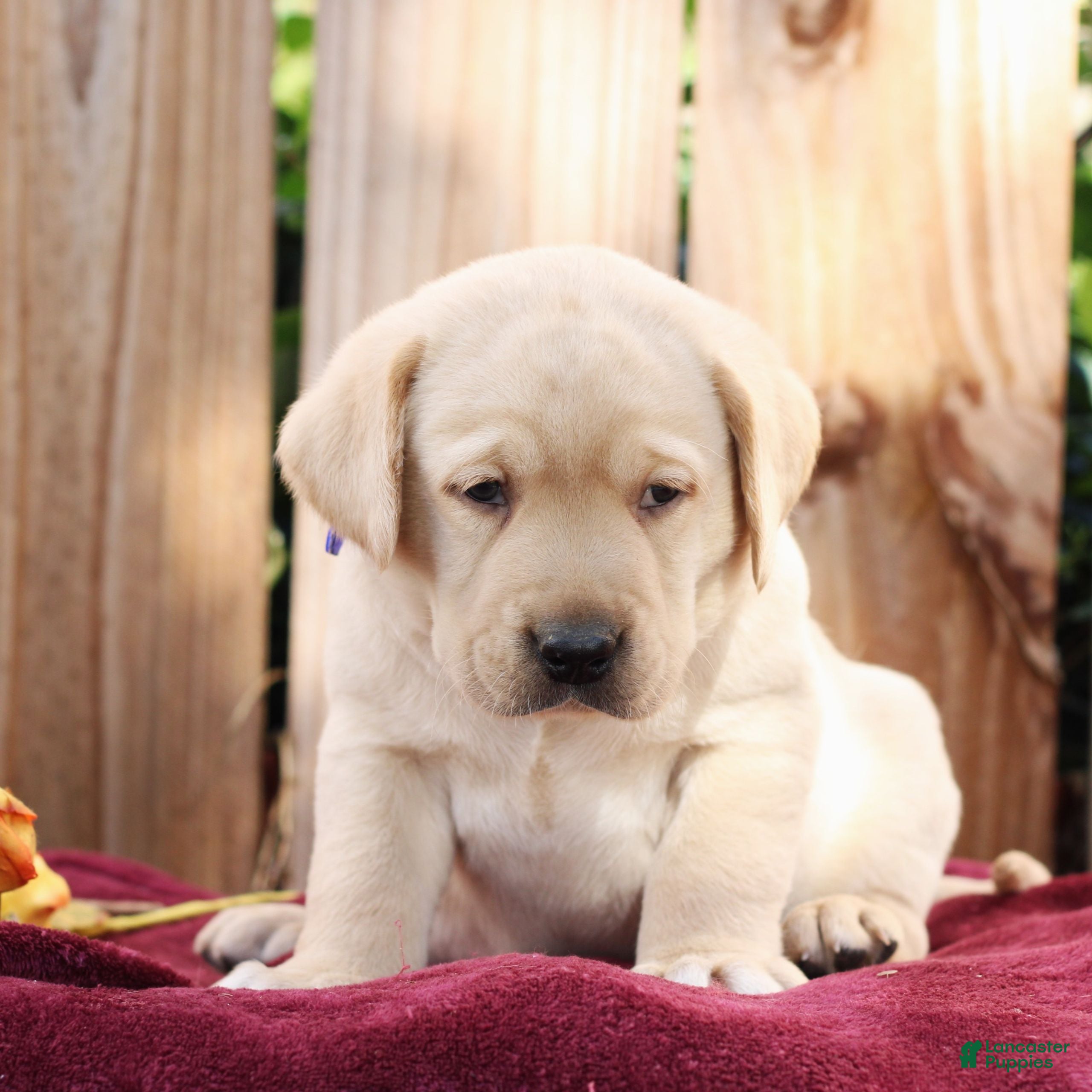 Labrador Retriever dogs for sale: Ranger  - Ad 2