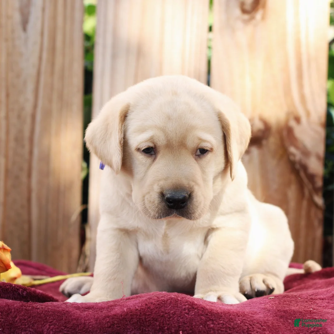 Labrador Retriever dogs for sale: Ranger  - Ad 2