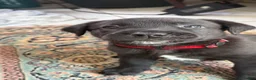 Mixed Breed dogs for sale: MadDog - Ad 6