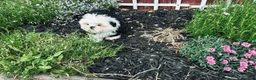 Shih Tzu dogs for sale: Shih Tzu Puppy Girl - Ad 1