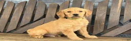 Golden Retriever dogs for sale: Marshall - Ad 2