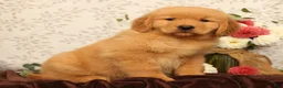 Golden Retriever dogs for sale: Harmony - Ad 4