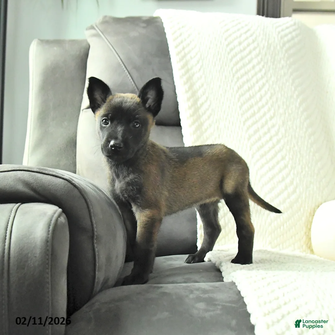 Belgian Malinois dogs for sale: Bliss - Ad 3