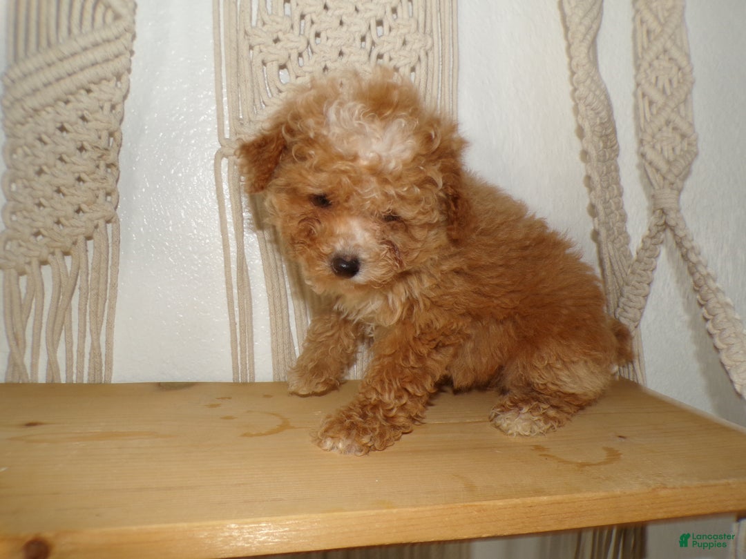 Toy Poodle dogs for sale: Toy Poodle Puppy 1 Sassy - Ad 3