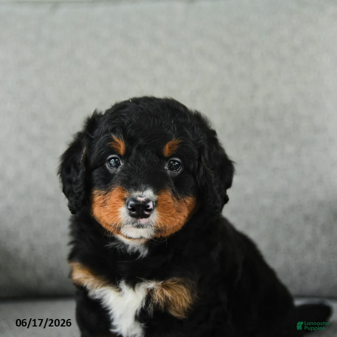 Bernedoodle dogs for sale: Sweet Pea - Ad 5