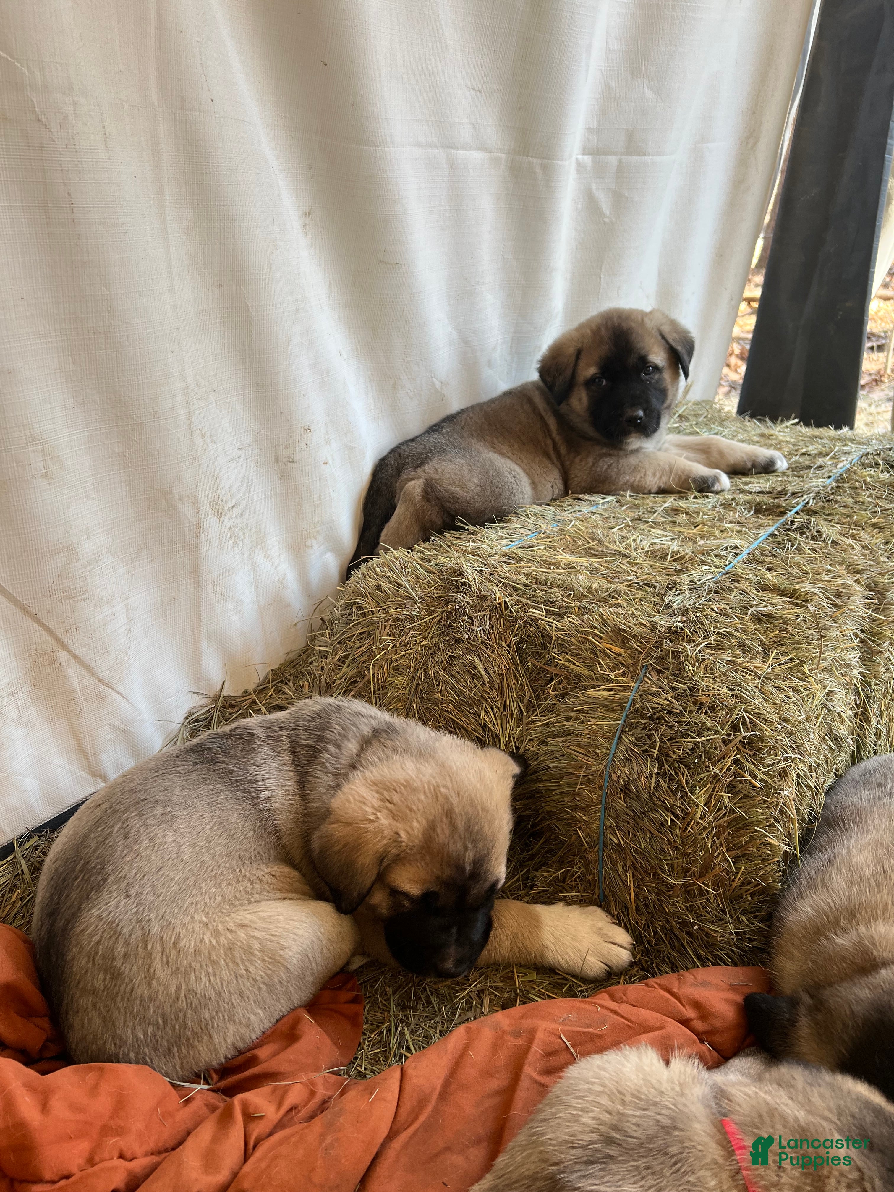 Anatolian Shepherd dogs Grizz - Ad 2