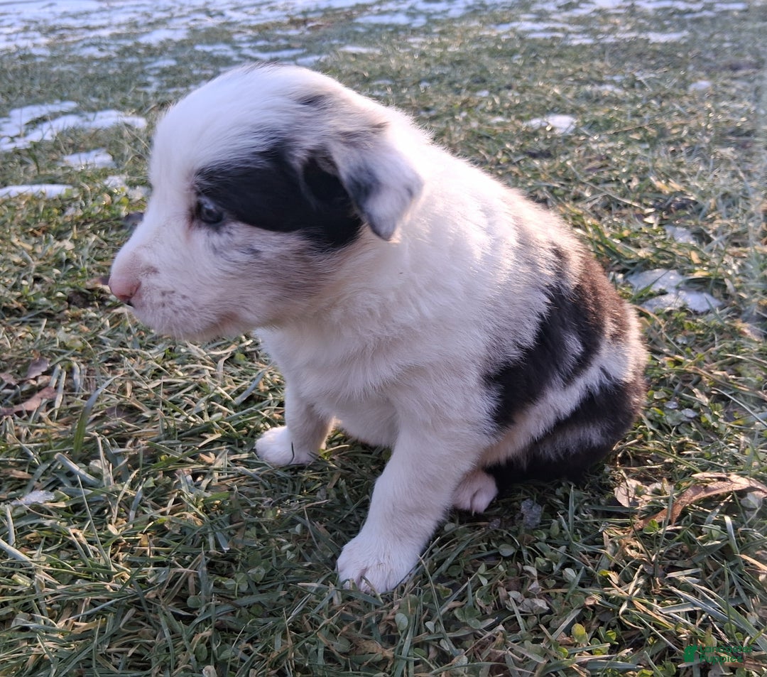 Border Collie dogs for sale: Jasper - Ad 3