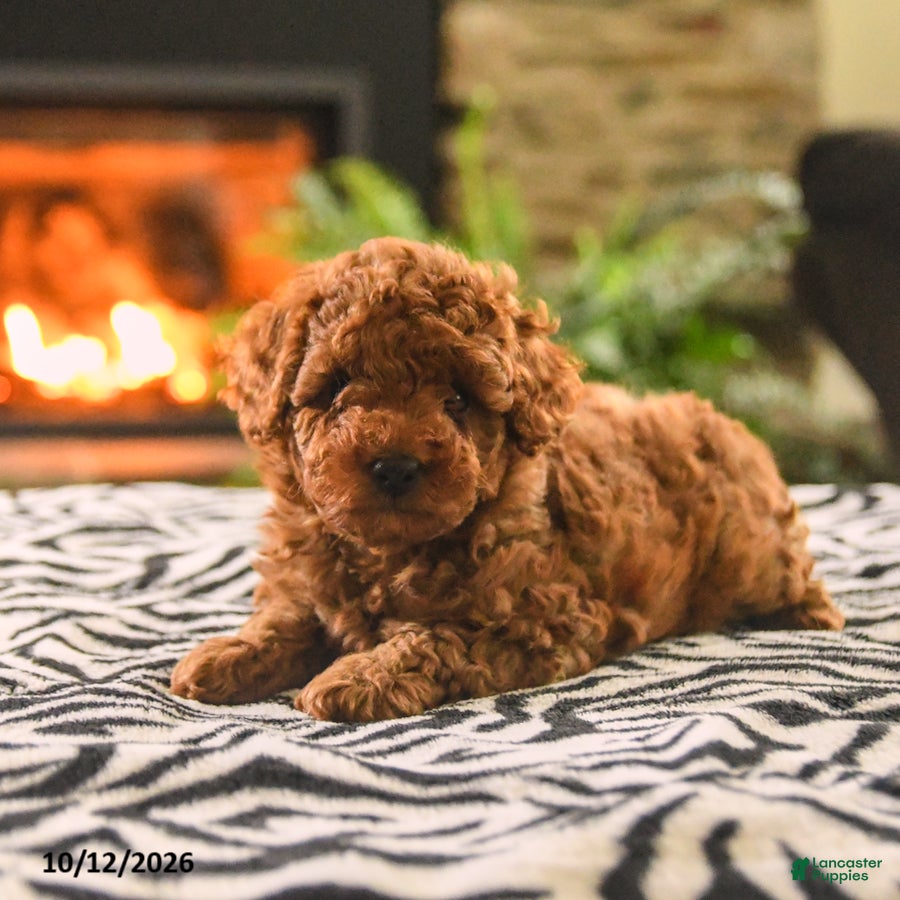 Toy Poodle dogs for sale: Barb  - Ad 2