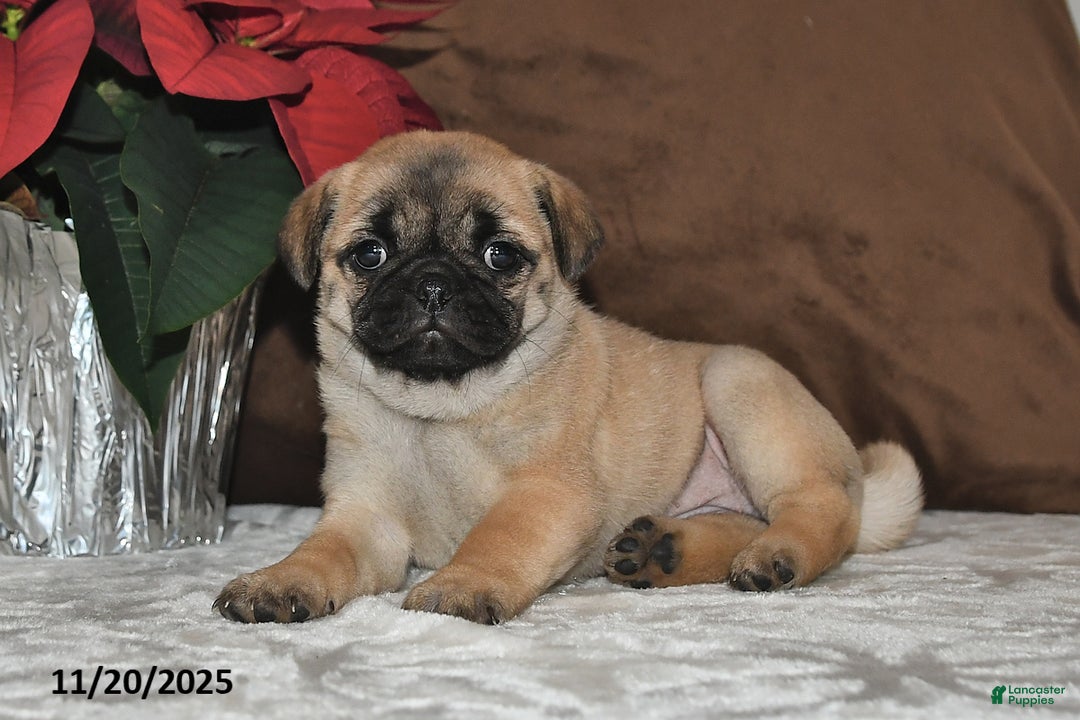 Mixed Breed dogs for sale: Cutie - Ad 7