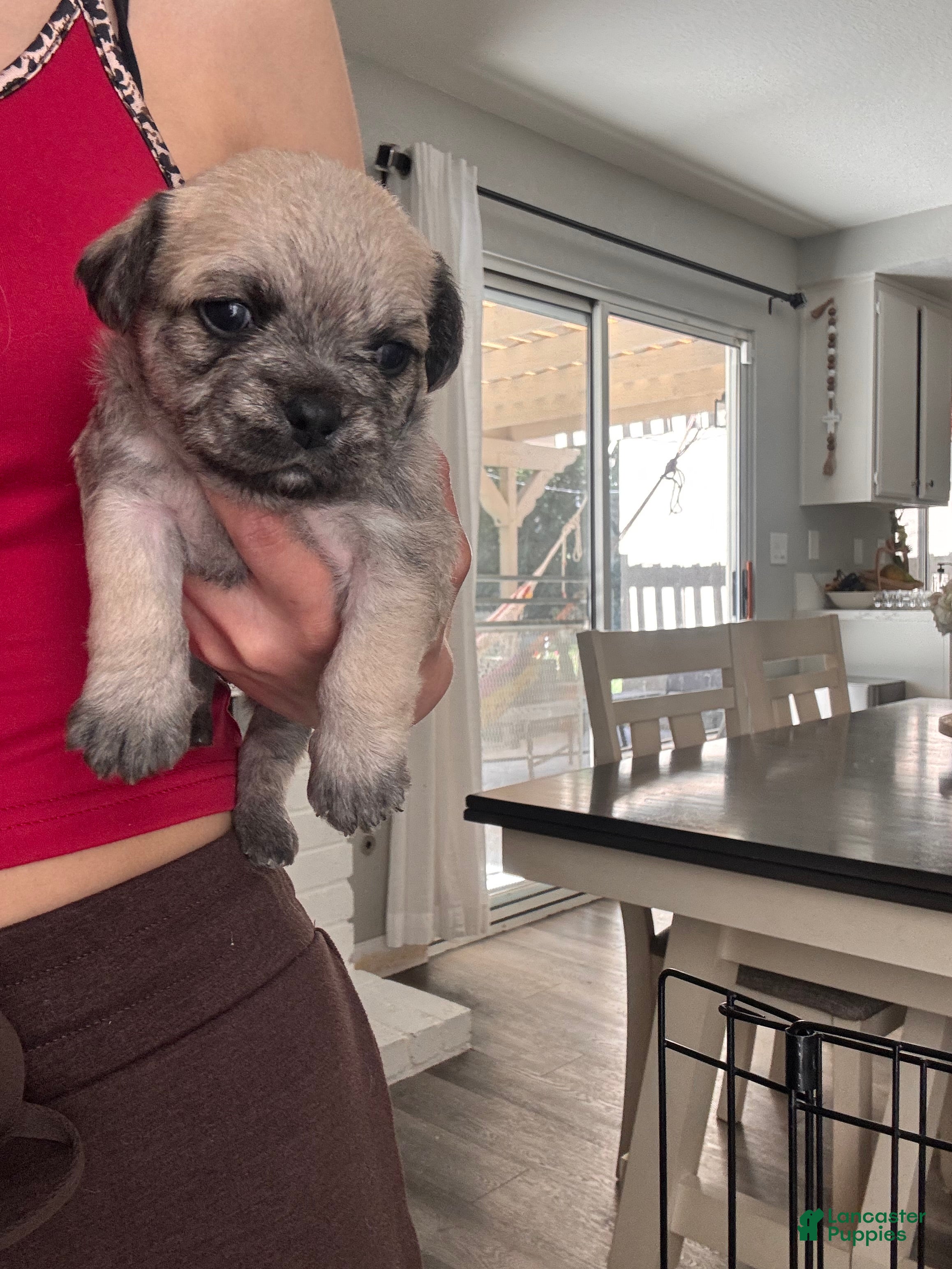 Mixed Breed dogs Mixed Breed Puppy 1 - Ad 6