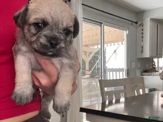 Mixed Breed dogs Mixed Breed Puppy 1 - Ad 23