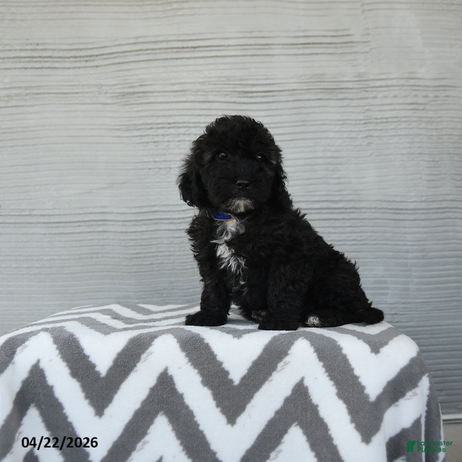 Shihpoo dogs Apollo - Ad 1