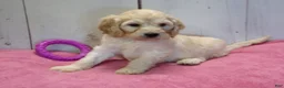 Cockapoo dogs for sale: Bertha - Ad 3