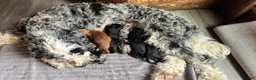Bernedoodle dogs for sale: Tigger  - Ad 6