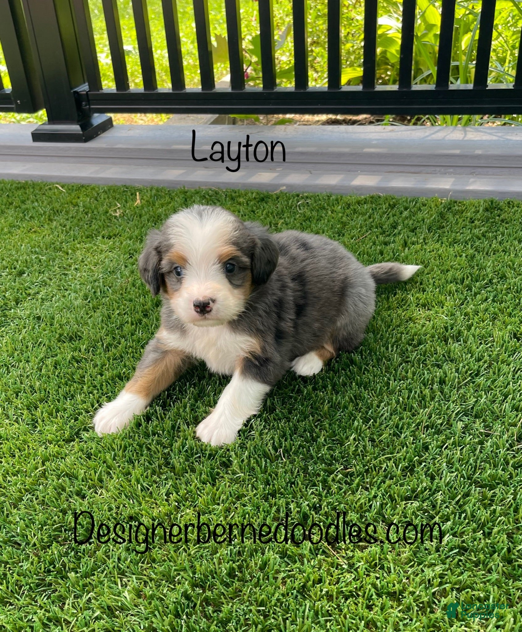Mini Bernedoodle dogs Layton  - Ad 1