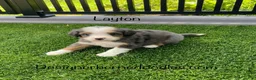 Mini Bernedoodle dogs for sale: Layton  - Ad 1