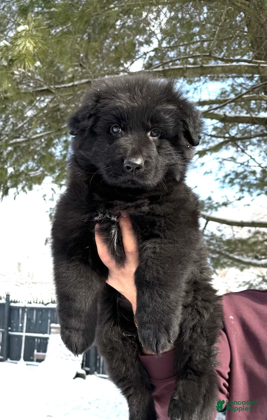 German Shepherd dogs for sale: Draco - Ad 5