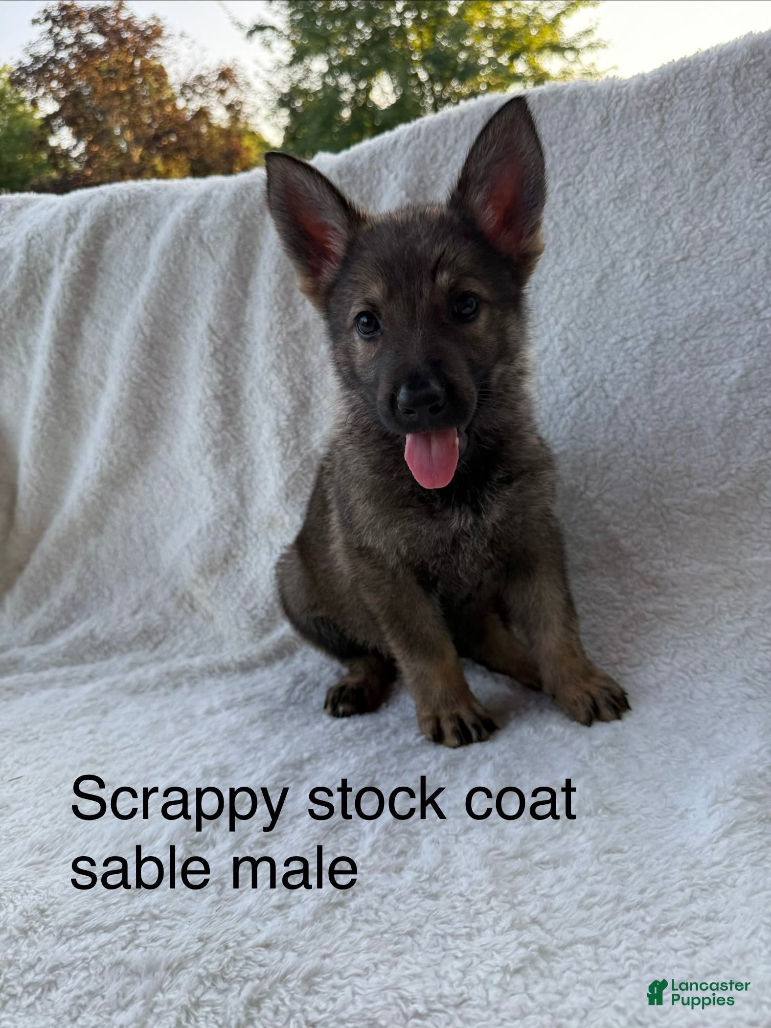German Shepherd dogs Scrappy  - Ad 2