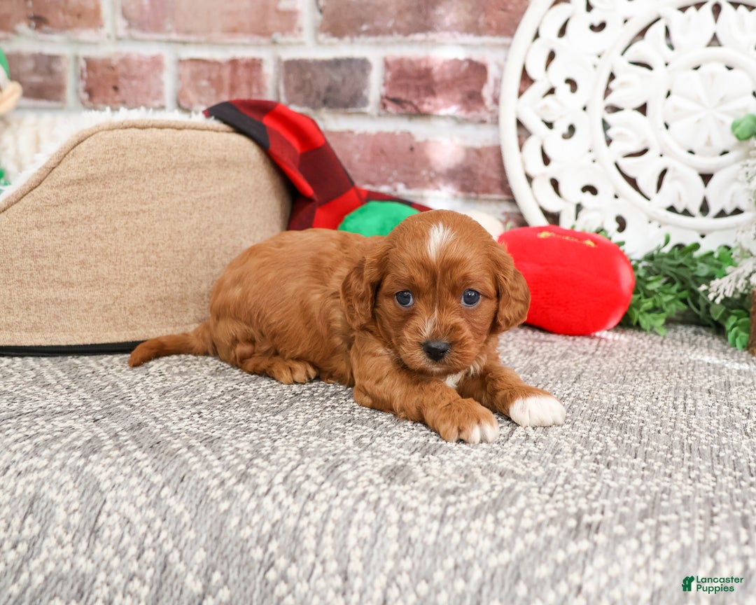 Cavapoo dogs for sale: Beau - Ad 3
