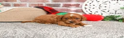 Cavapoo dogs for sale: Beau - Ad 8