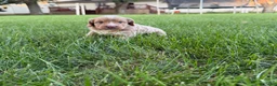 Mini Goldendoodle dogs for sale: Angel Mini Goldendoodle  - Ad 13