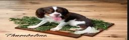 Cavalier King Charles Spaniel dogs for sale: Cavalier King Charles Spaniel 1 - Ad 6