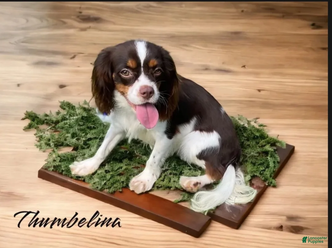 Cavalier King Charles Spaniel dogs for sale: Cavalier King Charles Spaniel 1 - Ad 6