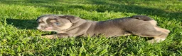 Mixed Breed dogs for sale: Mini Bulldog Blue - Ad 5