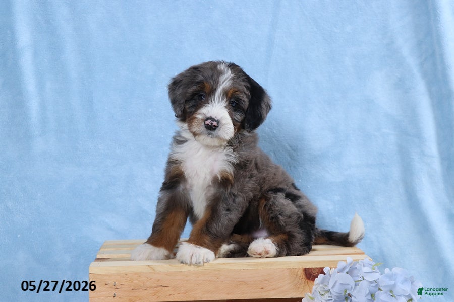 Mini Bernedoodle dogs Wylie - Ad 1