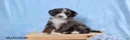 Mini Bernedoodle dogs for sale: Wylie - Ad 1
