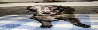 Oreo