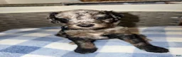 Mixed Breed dogs for sale: Oreo - Ad 1