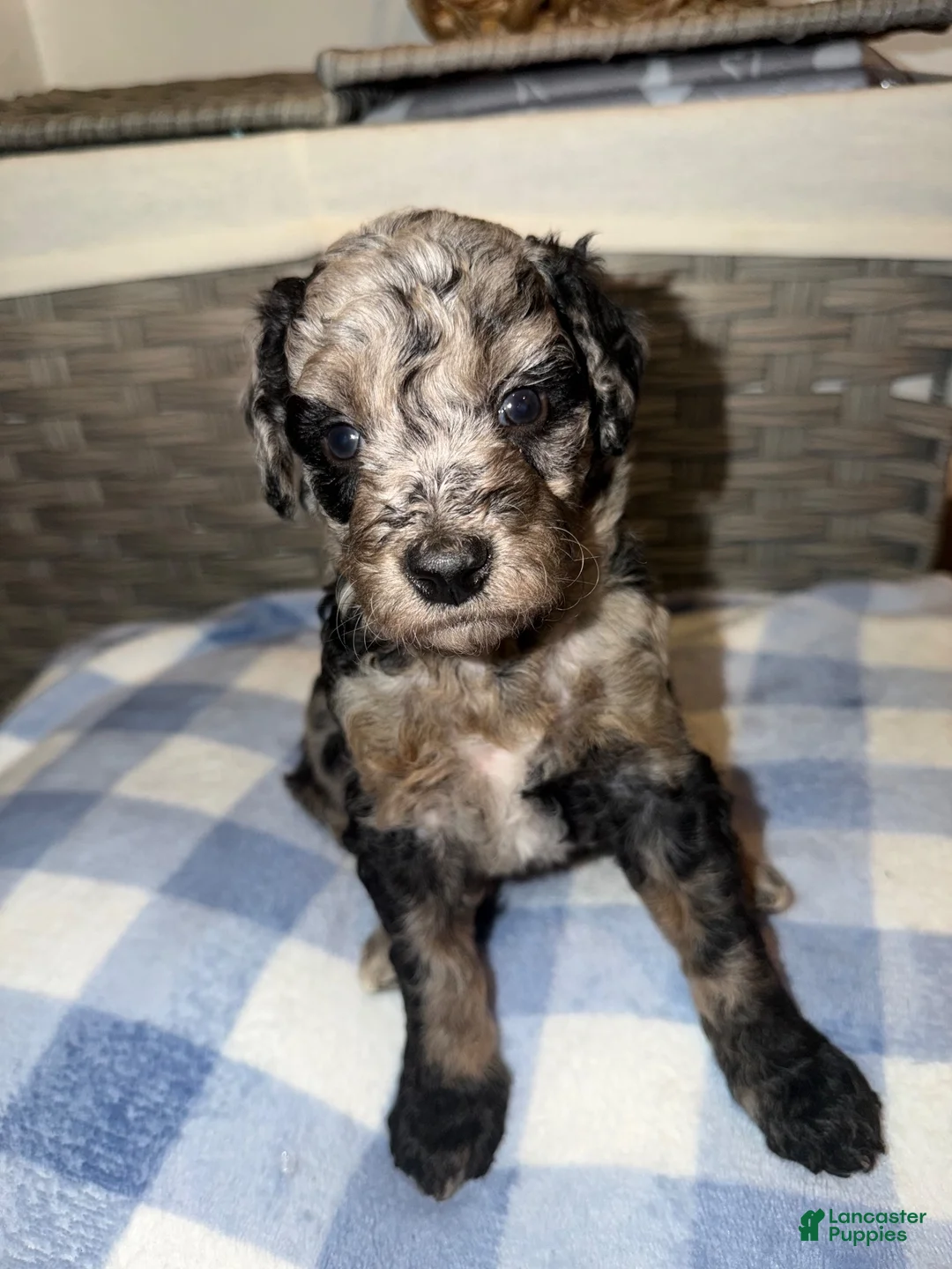 Mixed Breed dogs for sale: Oreo - Ad 1