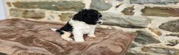 Portuguese Water Dog dogs for sale: Sampson - Ad 6