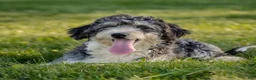 Mini Bernedoodle dogs for sale: Raphael - Ad 4