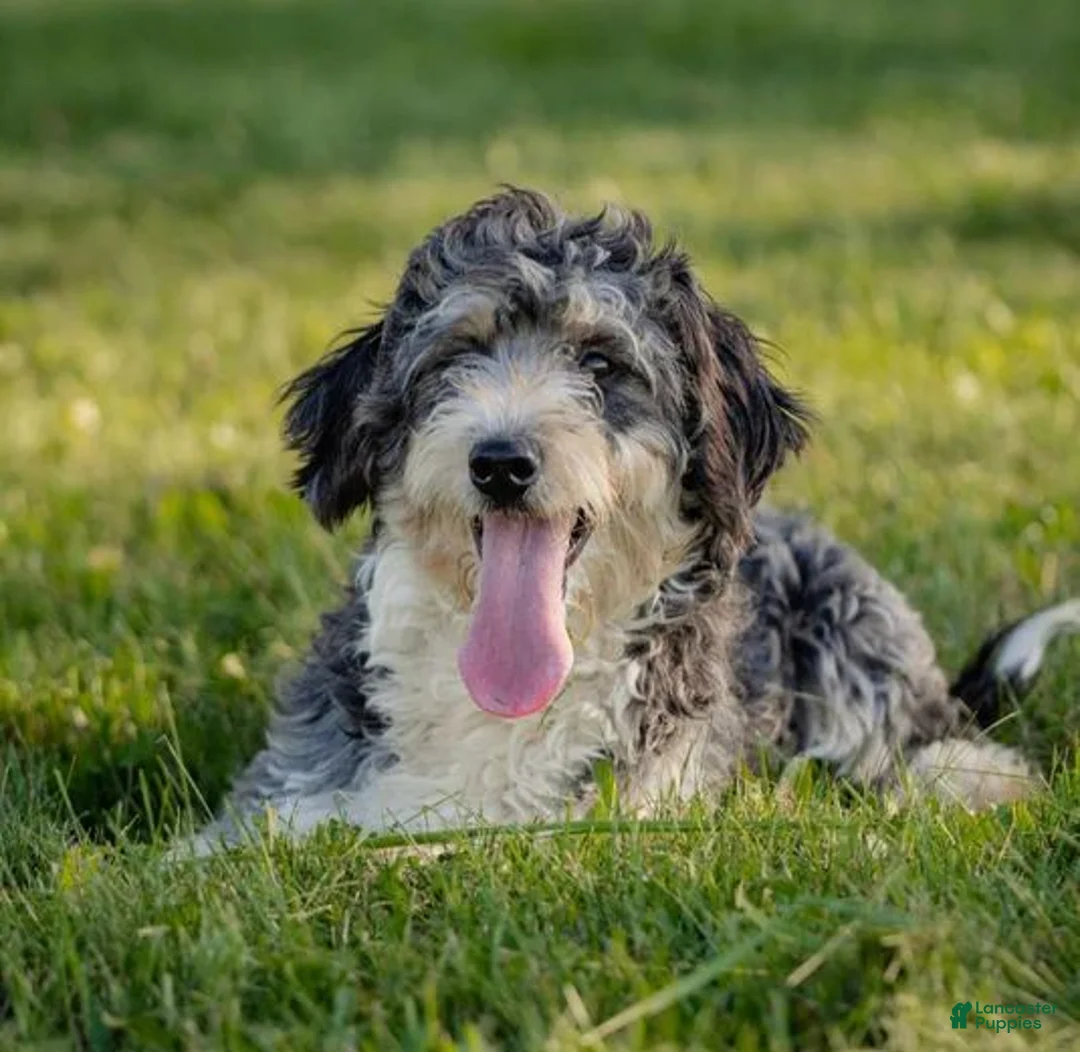 Mini Bernedoodle dogs for sale: Raphael - Ad 4